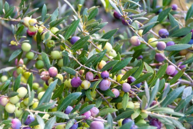 Aceituna variedad arbequina