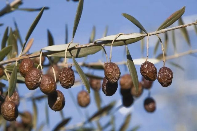 En esta imagen podemos ver aceitunas dañadas de las que se producirá aceite lampante.