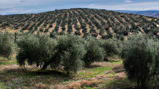 Olive pruning and its importance