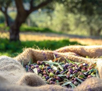 El Envero de la Aceituna. Todo lo que debes saber